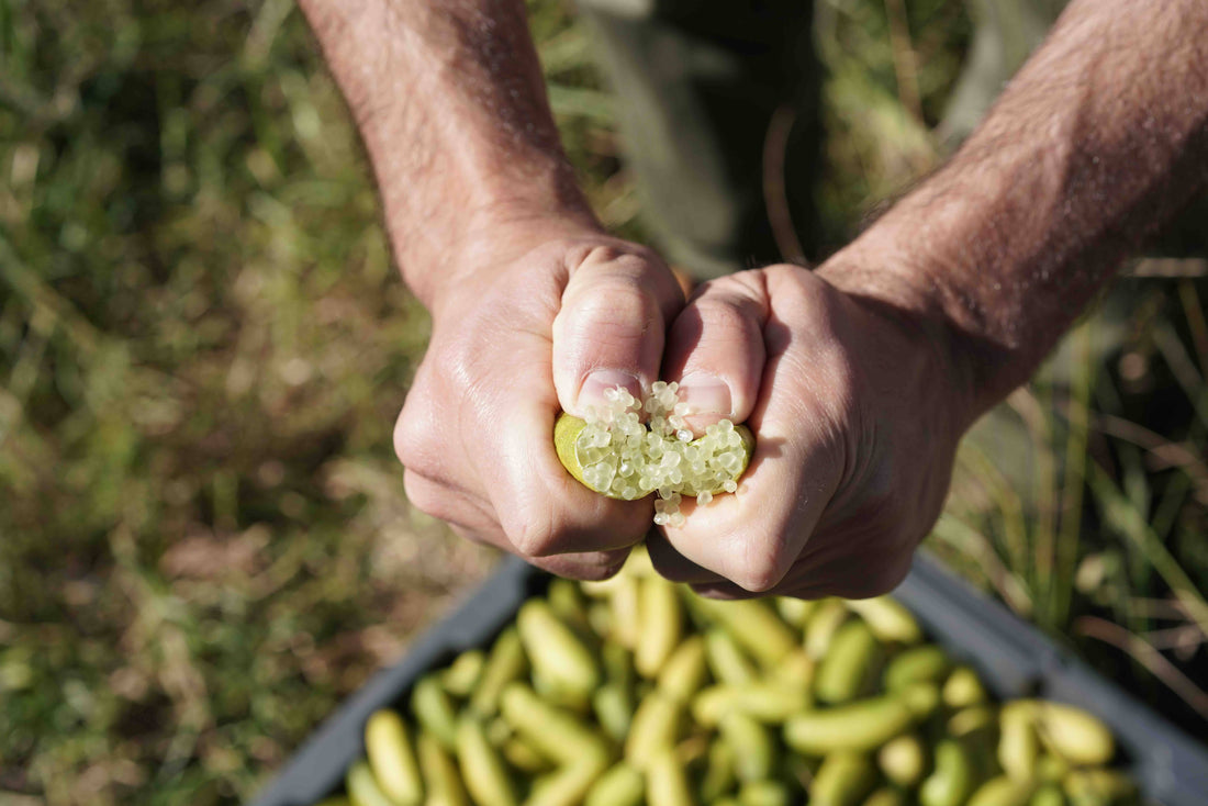 You eat Indigenous foods everyday